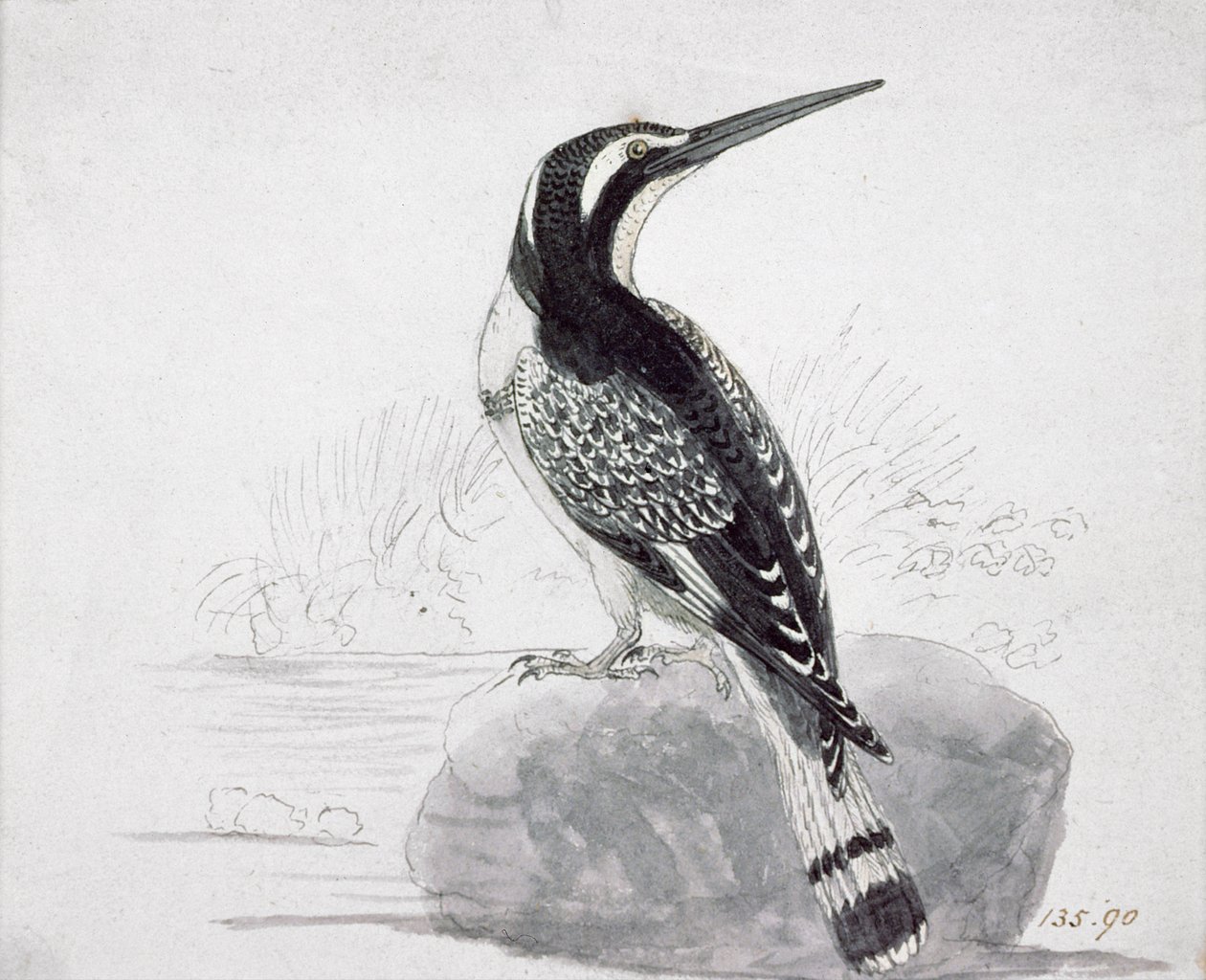 Martim-pescador preto e branco de Thomas Bewick