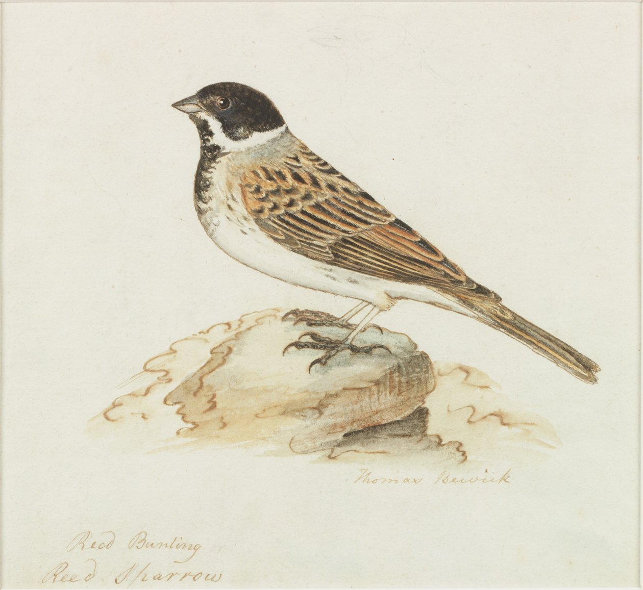 O pardal de lingüeta (bodycolour) de Thomas Bewick