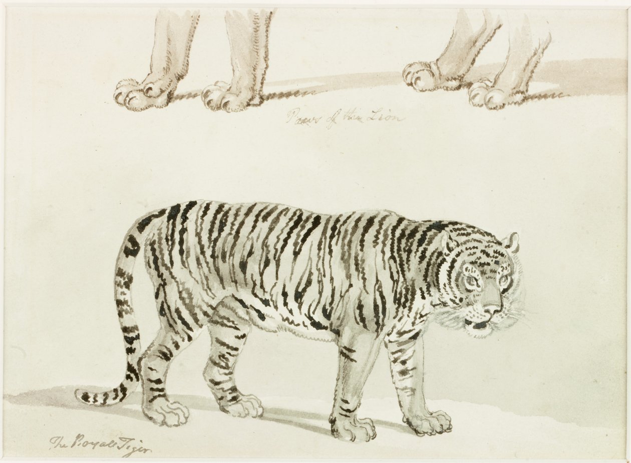 O Tigre Real (tinta no papel) de Thomas Bewick