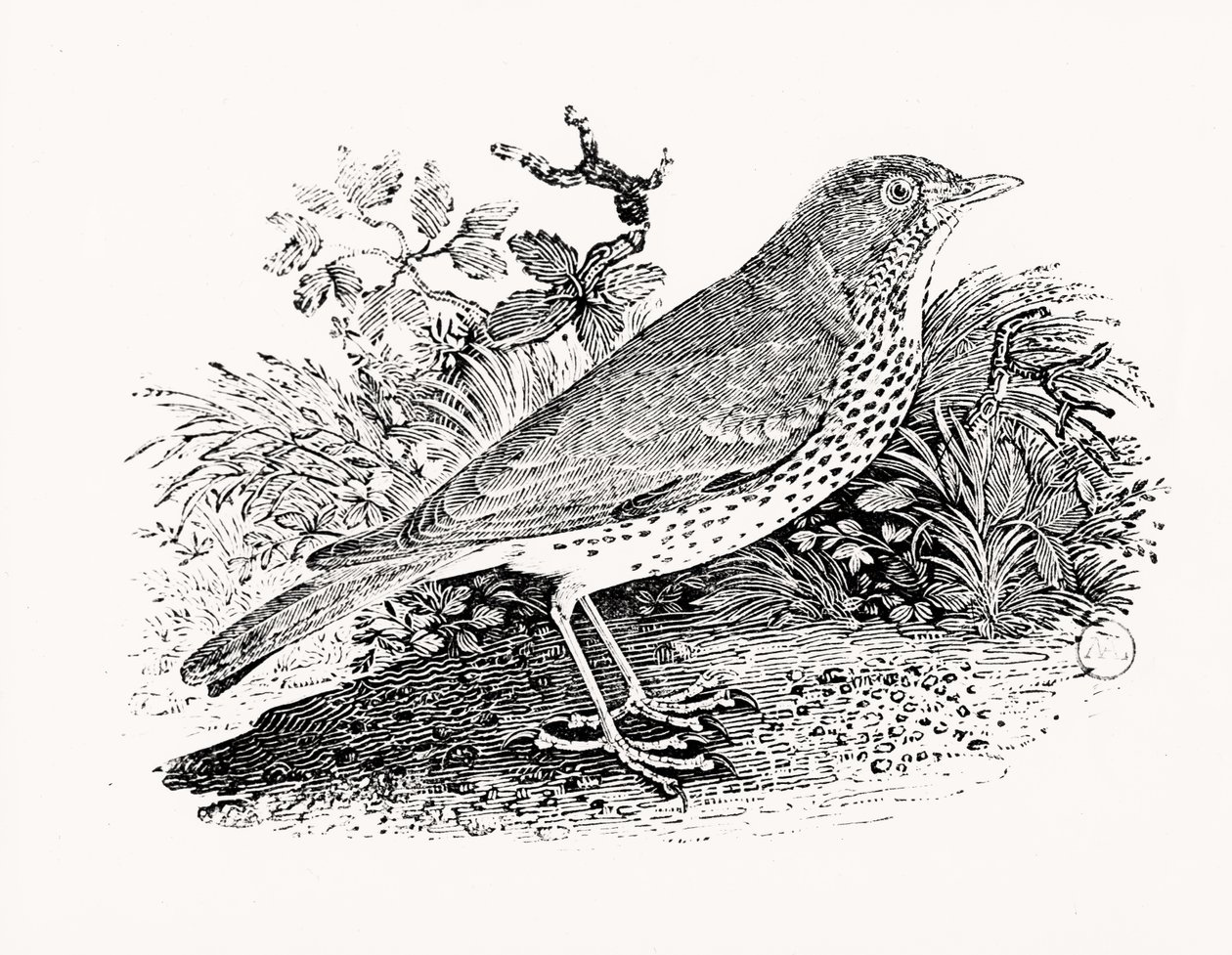 O Throstle Thrush da História dos Pássaros Britânicos e Quadrúpedes de Thomas Bewick