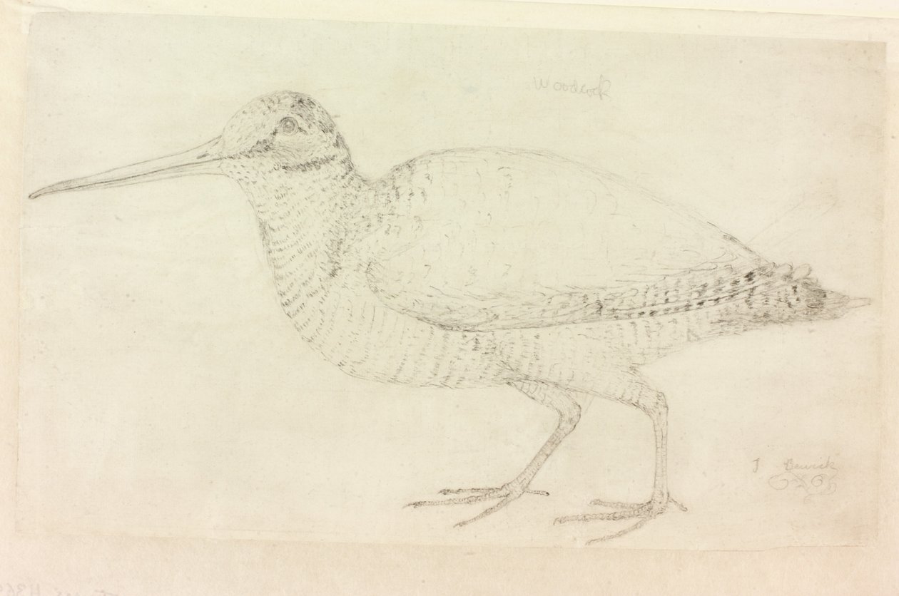 The Woodcock (lápis sobre papel (no papel)) de Thomas Bewick