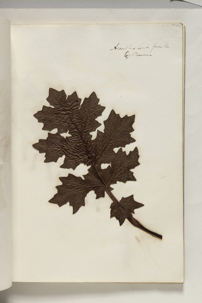Folha de Acanto do Coliseu, c.1832 (caneta e tinta com amostra de planta em papel) de Thomas Cole
