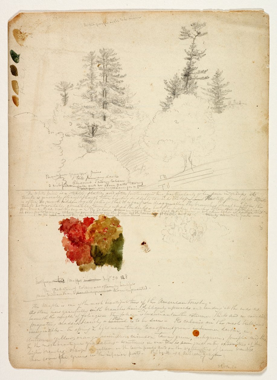 Belos grupos de pinheiros; Tinturas de Maples, New Hampshire, 30 de setembro de 1828 (wc & grafite sobre papel) de Thomas Cole