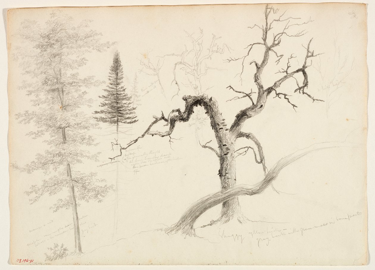 Bordo, abeto de bálsamo, pinho, vidoeiro amarelo desgrenhado, vidoeiro branco, 1828 (lápis de grafite em papel de seda esbranquiçado) de Thomas Cole