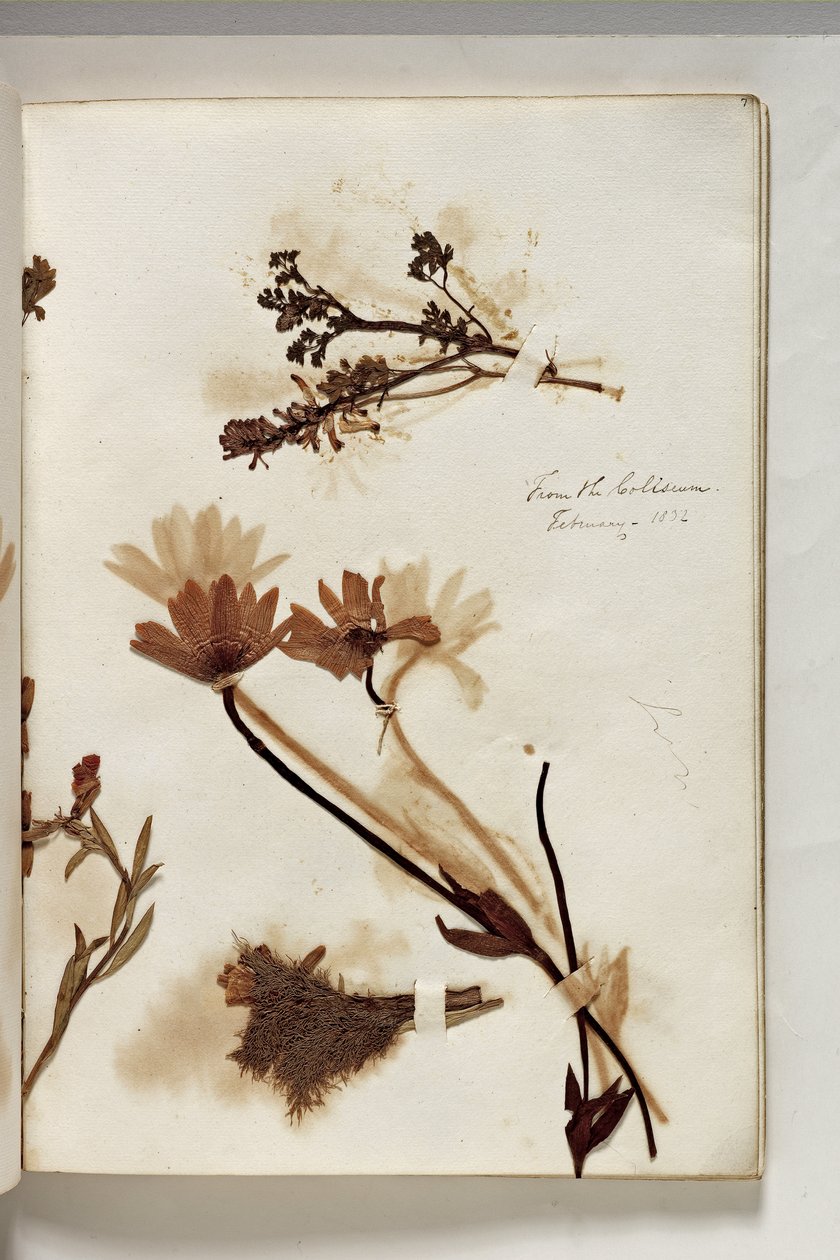 Plantas do Coliseu de 1832, 1832 (caneta e tinta com amostra de planta no papel) de Thomas Cole