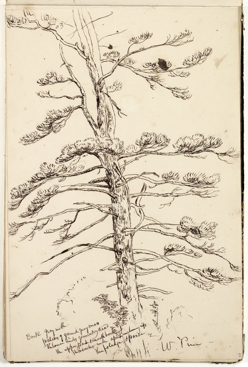 White Pine, c.1832 (caneta e tinta sobre lápis sobre papel) de Thomas Cole