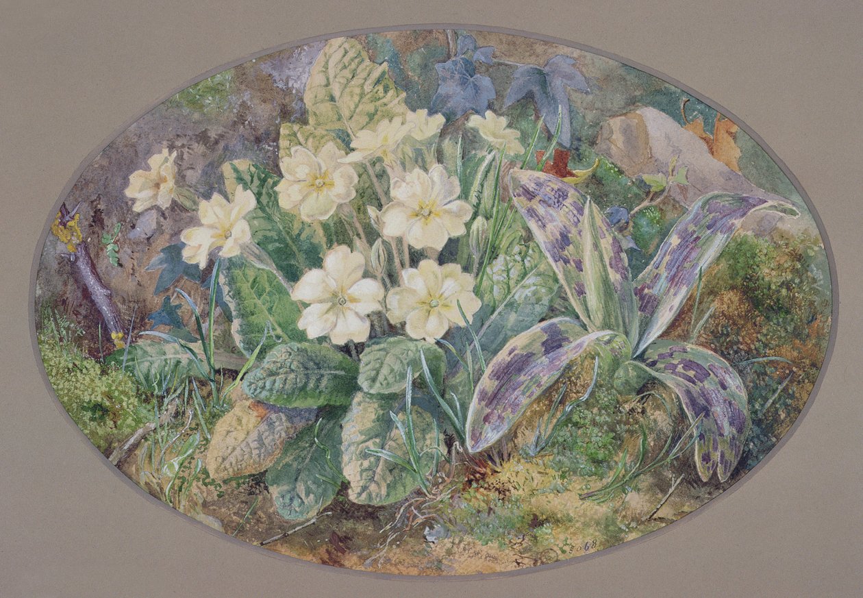 Prímula e Orquídea de Thomas Collier