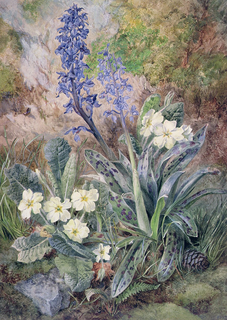 Orquídea roxa e prímula de Thomas Collier
