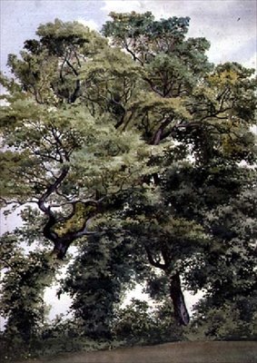 Estudo de Árvores de Thomas Collier