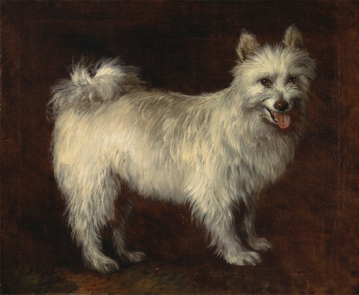 Cão Spitz de Thomas Gainsborough