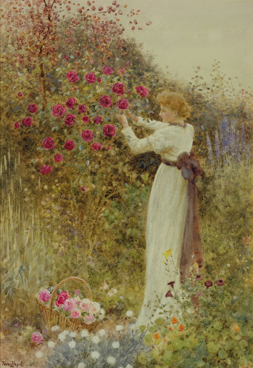 Rosas, 1867 (wc com bodycolour no papel) de Thomas James Lloyd