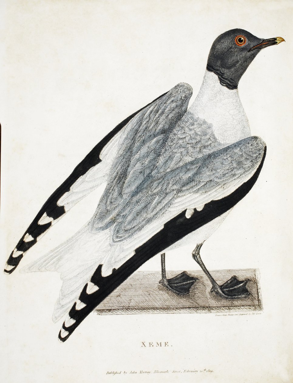 Xeme, ilustração de A Voyage of discovery ..., 1819 (gravura colorida à mão) de Thomas Lewin