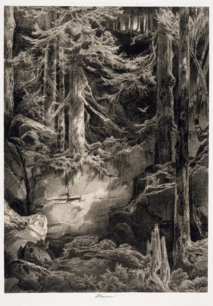 Na floresta do Wissahickon, 1868 de Thomas Moran