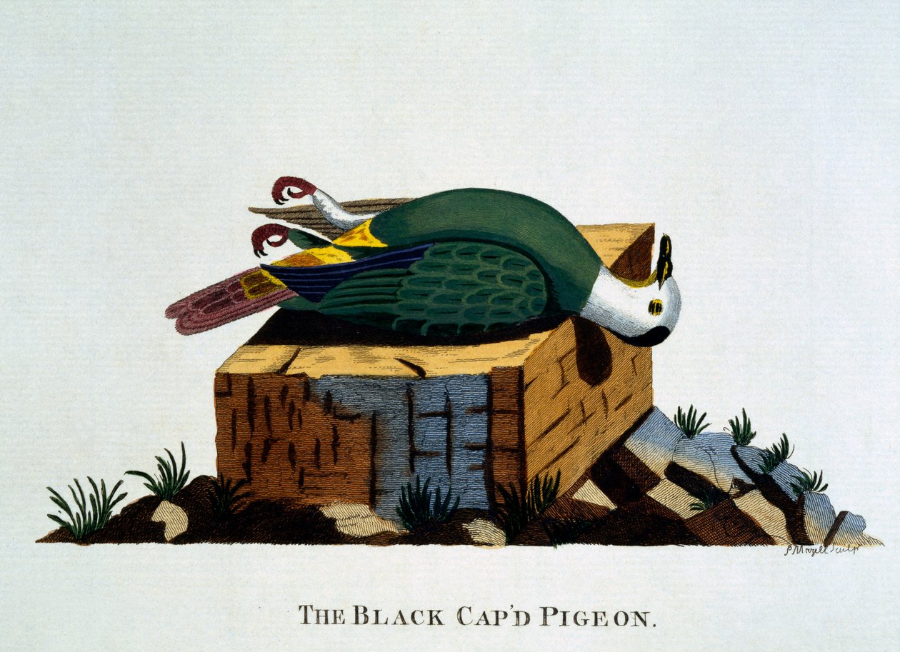 O Black Cap&39;d Pigeon, de "Indian Zoology", publicado em 1790 de Thomas Pennant