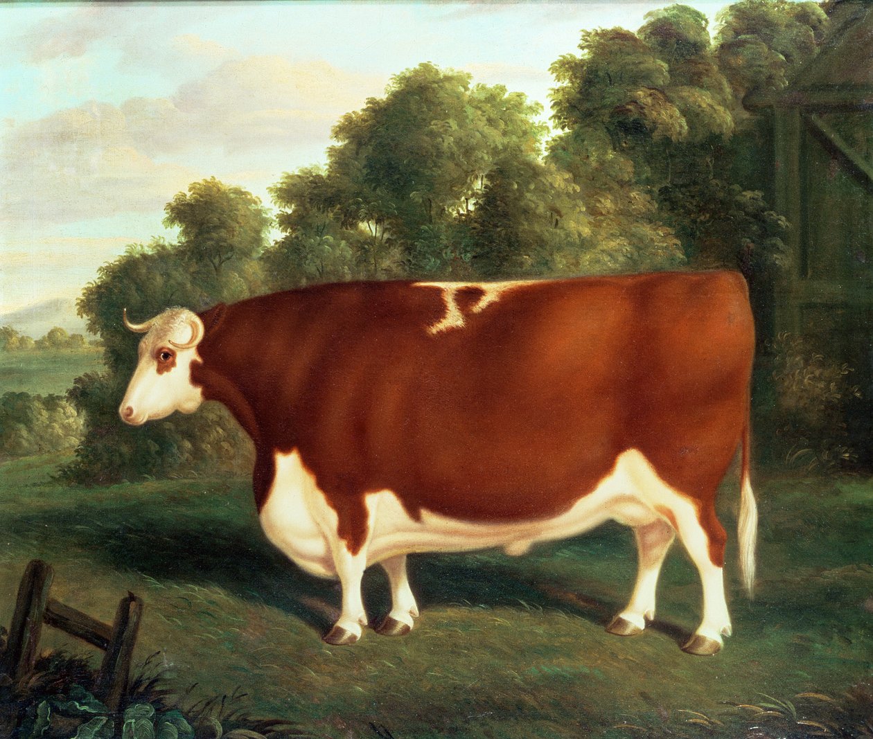 Boi, c.1850 de Thomas Roebuck