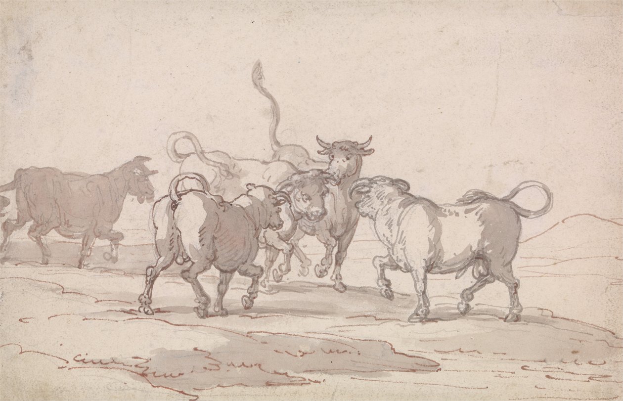 Um grupo de cinco touros prestes a lutar de Thomas Rowlandson