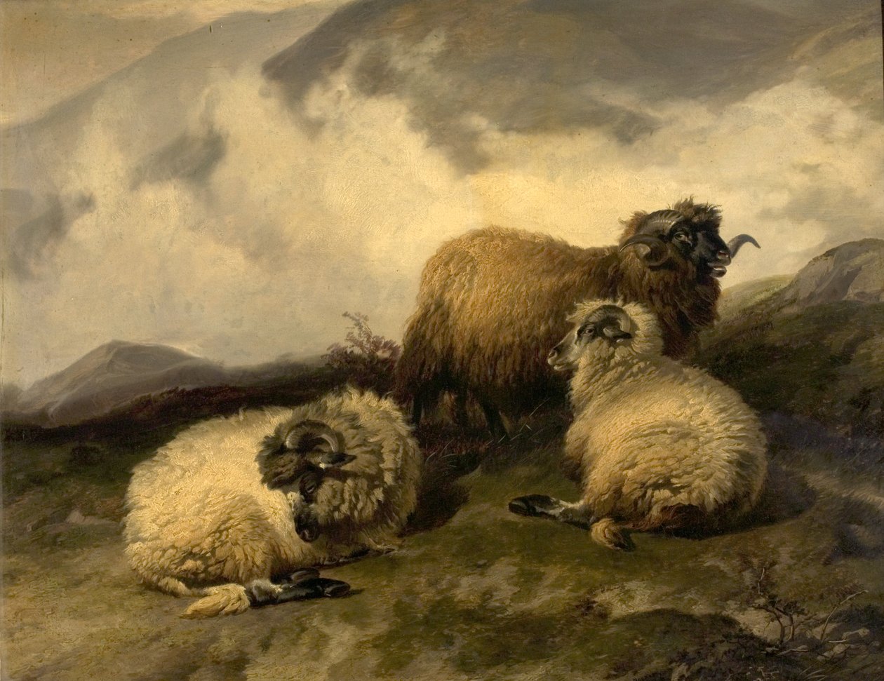 Ovelhas da montanha (Morning Mist Clearing Off) 1846 de Thomas Sidney Cooper