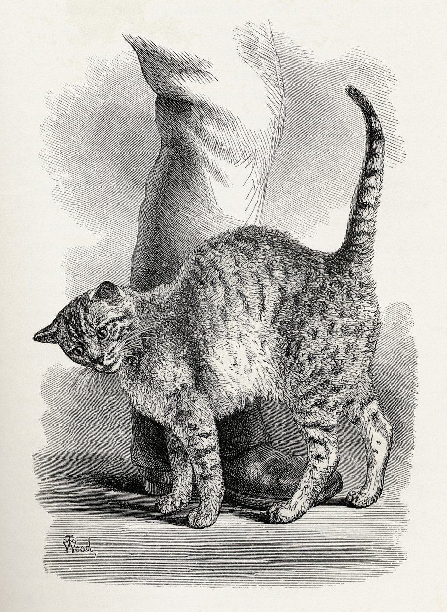 Gato com um estado de espírito afetuoso, de Charles Darwin "A expressão das emoções no homem e nos animais", 1872 de Thomas W. Wood