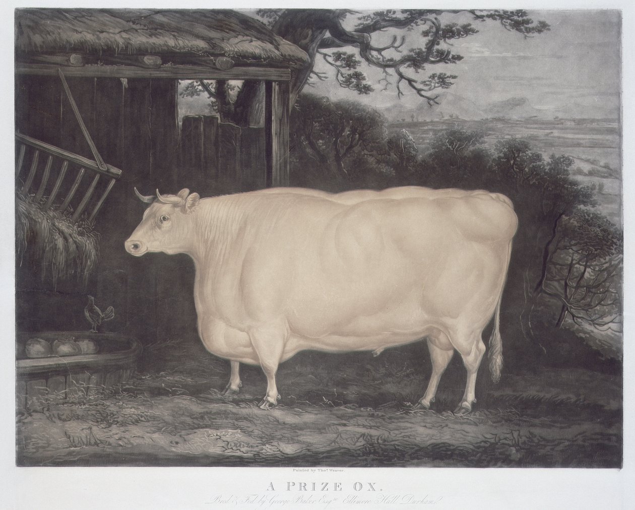 Um Prémio Boi, gravado por John Thompson, Smeaton, Yorks, 1831 (gravura a cores) de Thomas Weaver