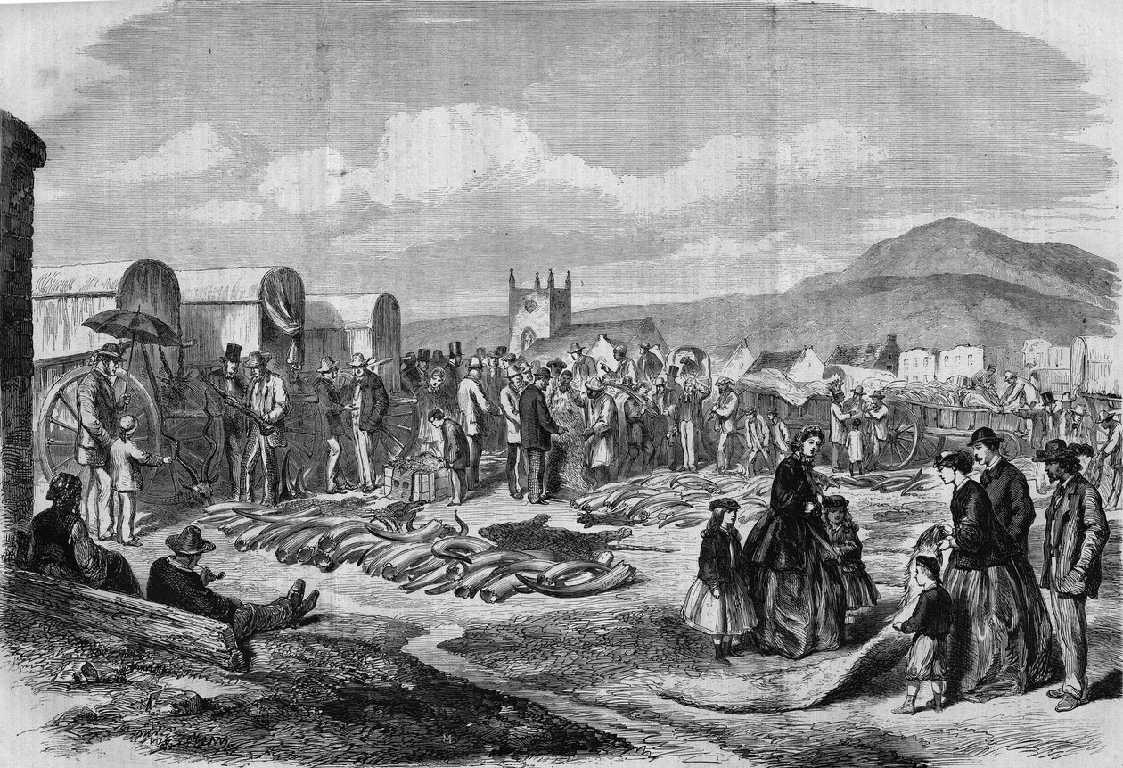 Mercado de marfim e peles em Grahamstown, Albânia, Colónia do Cabo de Thomas (after) Baines