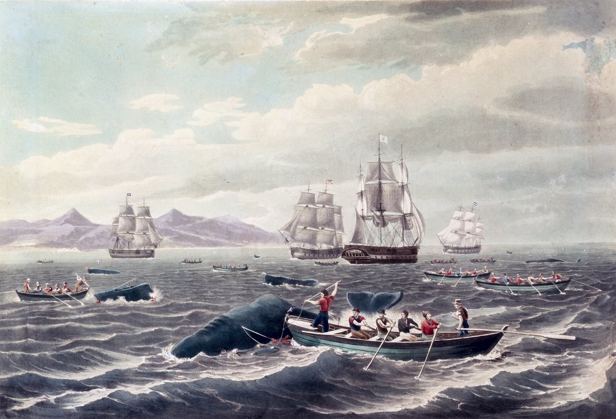 Um cardume de cachalotes, gravura de J. Hill, publicada em 1838 (água-tinta colorida) de Thomas (after) Birch