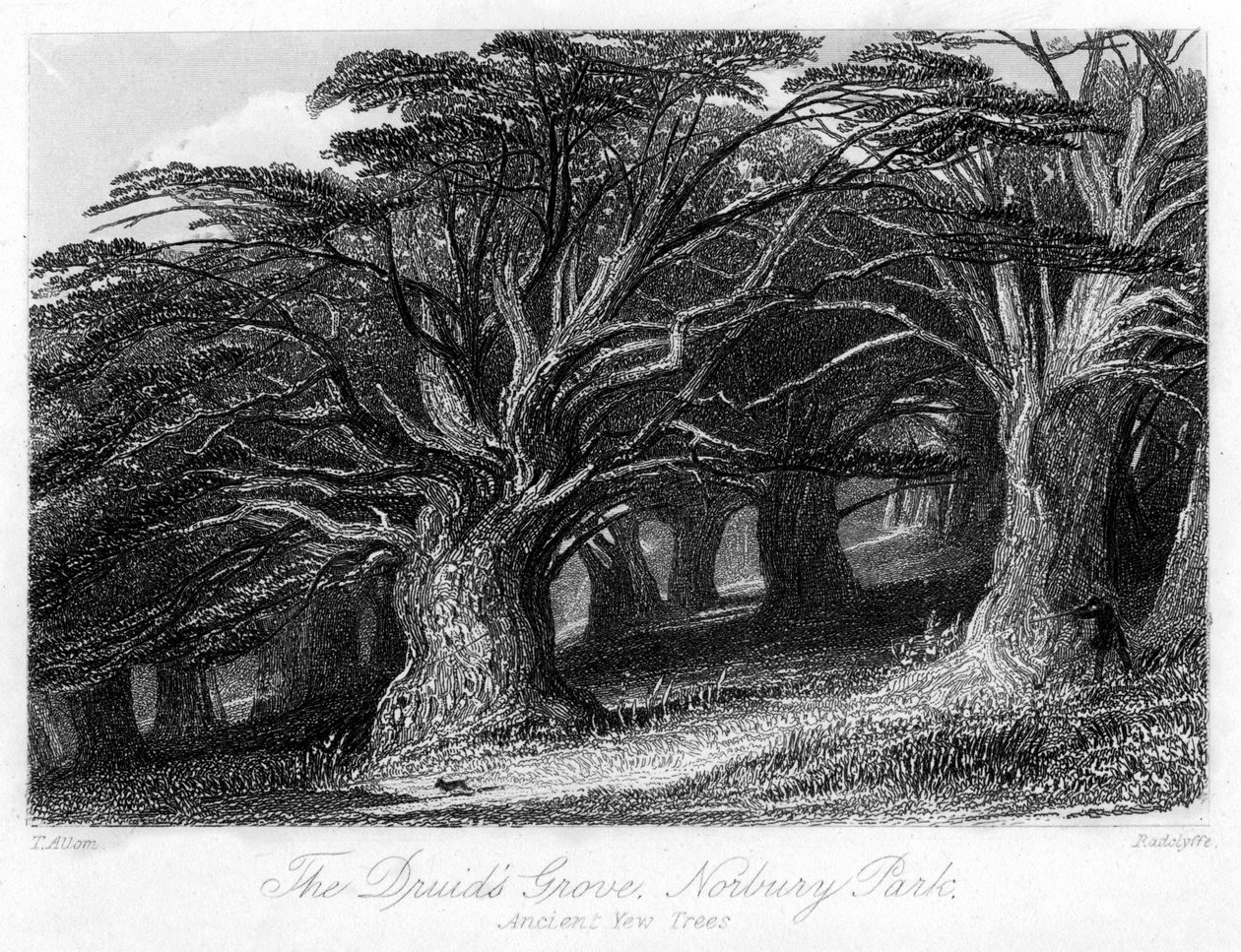O Druids Grove, Norbury Park, Surrey, século XIX. de Thomas Allom
