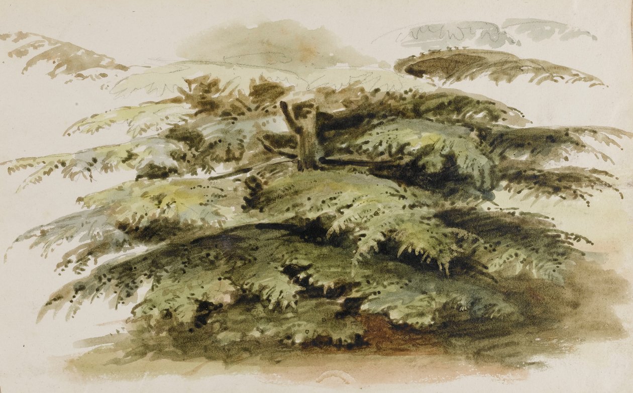 Estudo de um cedro em Merton de Thomas Baxter