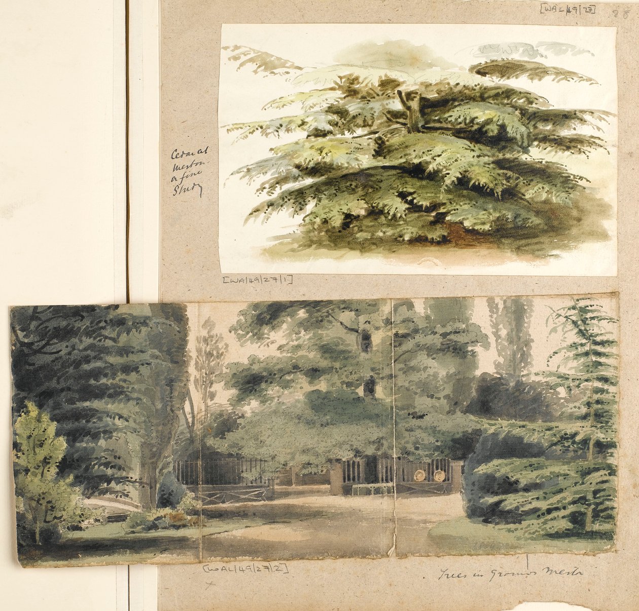 Estudo de um cedro em Merton de Thomas Baxter