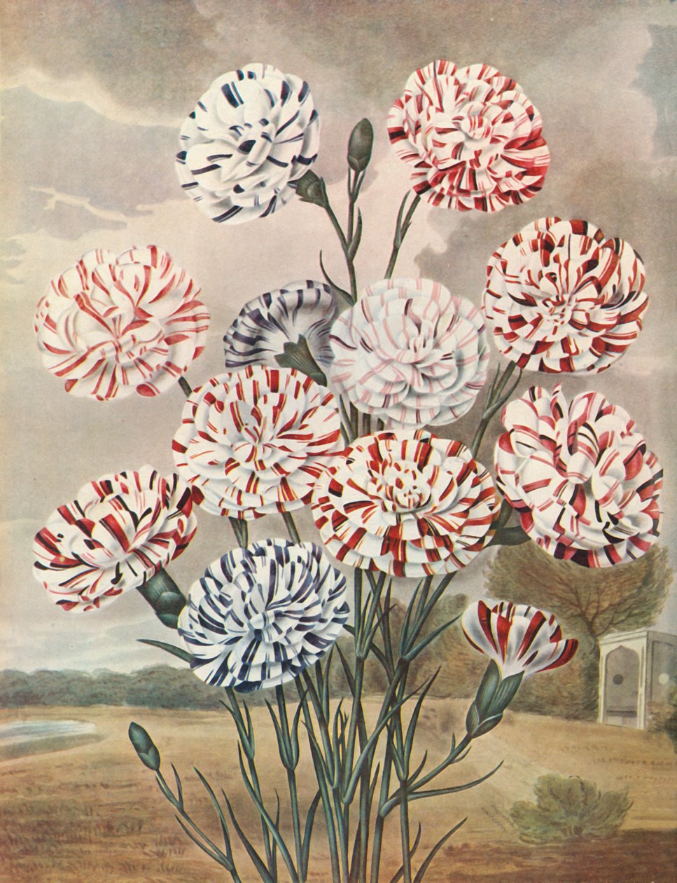 Picotees, c1802-1821, 1948. de Thomas Baxter