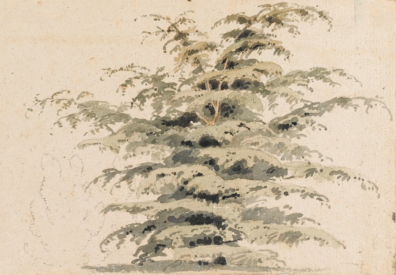 Estudo de uma árvore de cedro de Thomas Baxter