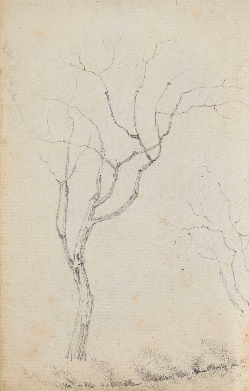Estudo de pequenas árvores com arbustos baixos por baixo (verso) de Thomas Baxter