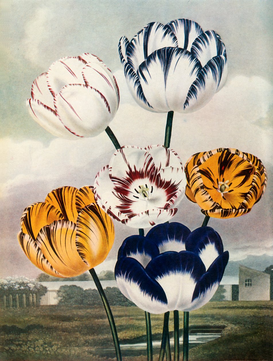 Tulipas, c1802-1821, 1948. de Thomas Baxter