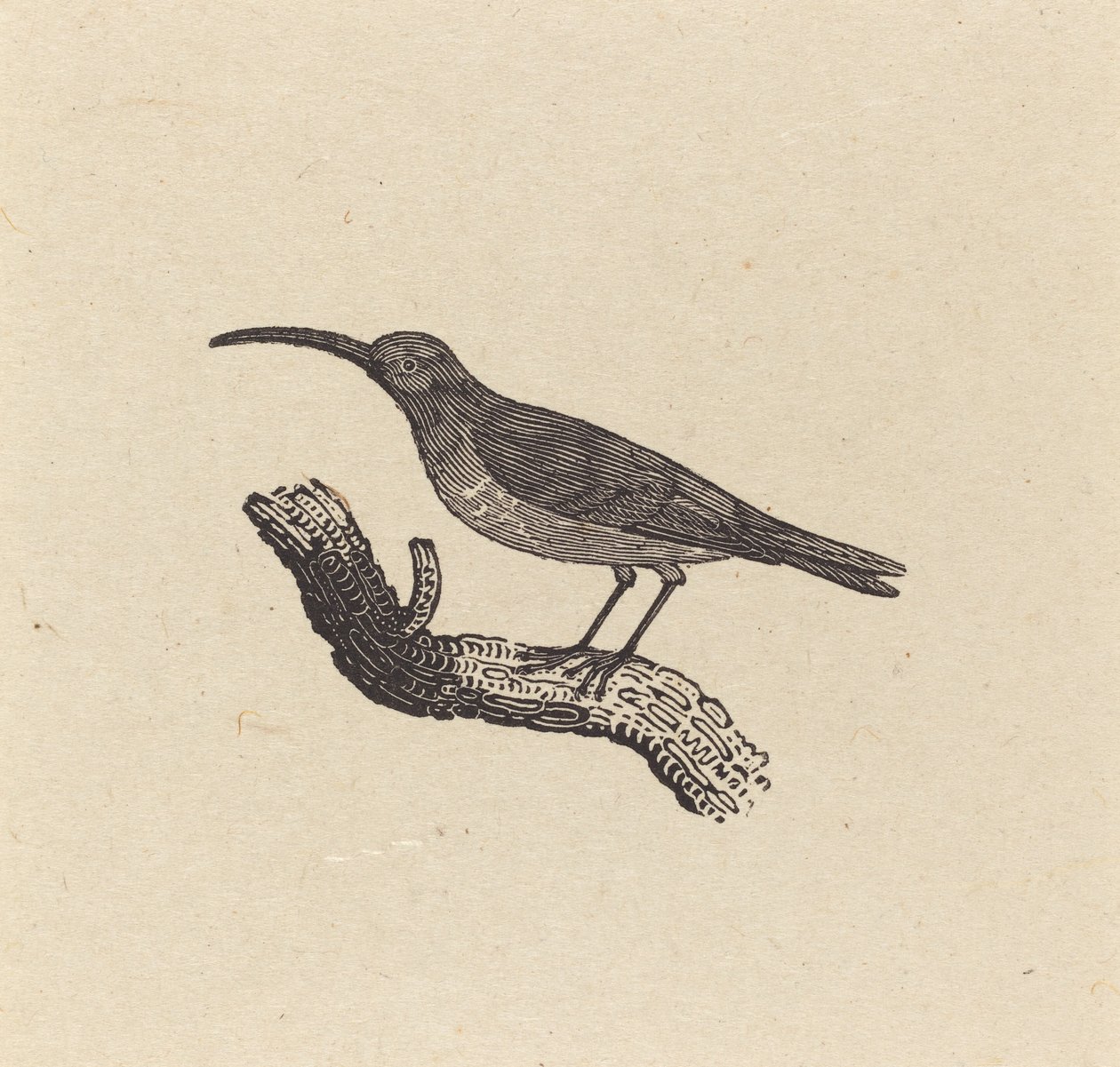 Um pássaro de Thomas Bewick