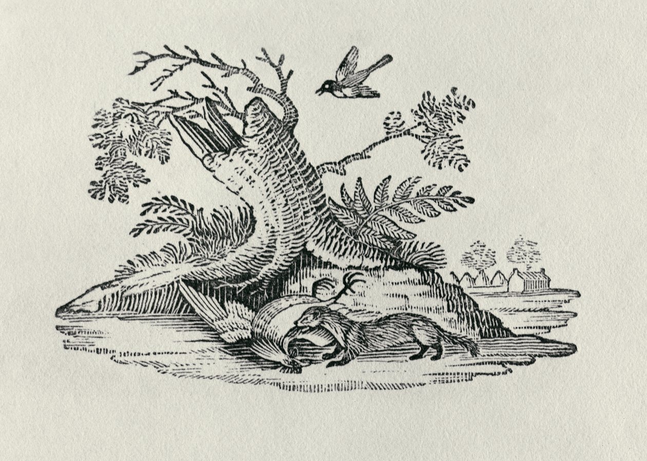 Um Civet com um Galo da "História dos Quadrúpedes", 1790 de Thomas Bewick