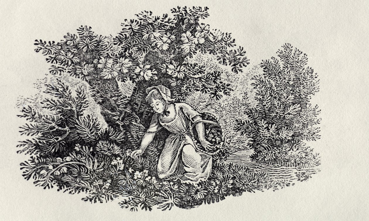 Uma menina que recolhe flores da "história dos pássaros e quadrúpedes britânicos" de Thomas Bewick