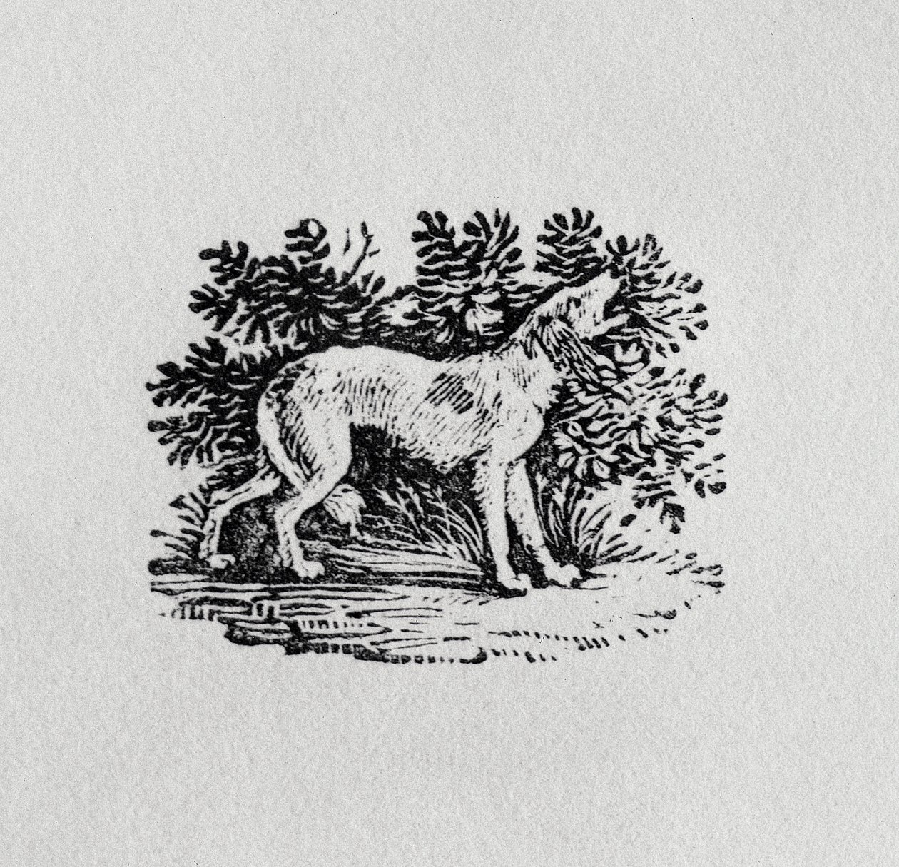 Um cão da "história dos quadrúpedes", do século XIX de Thomas Bewick