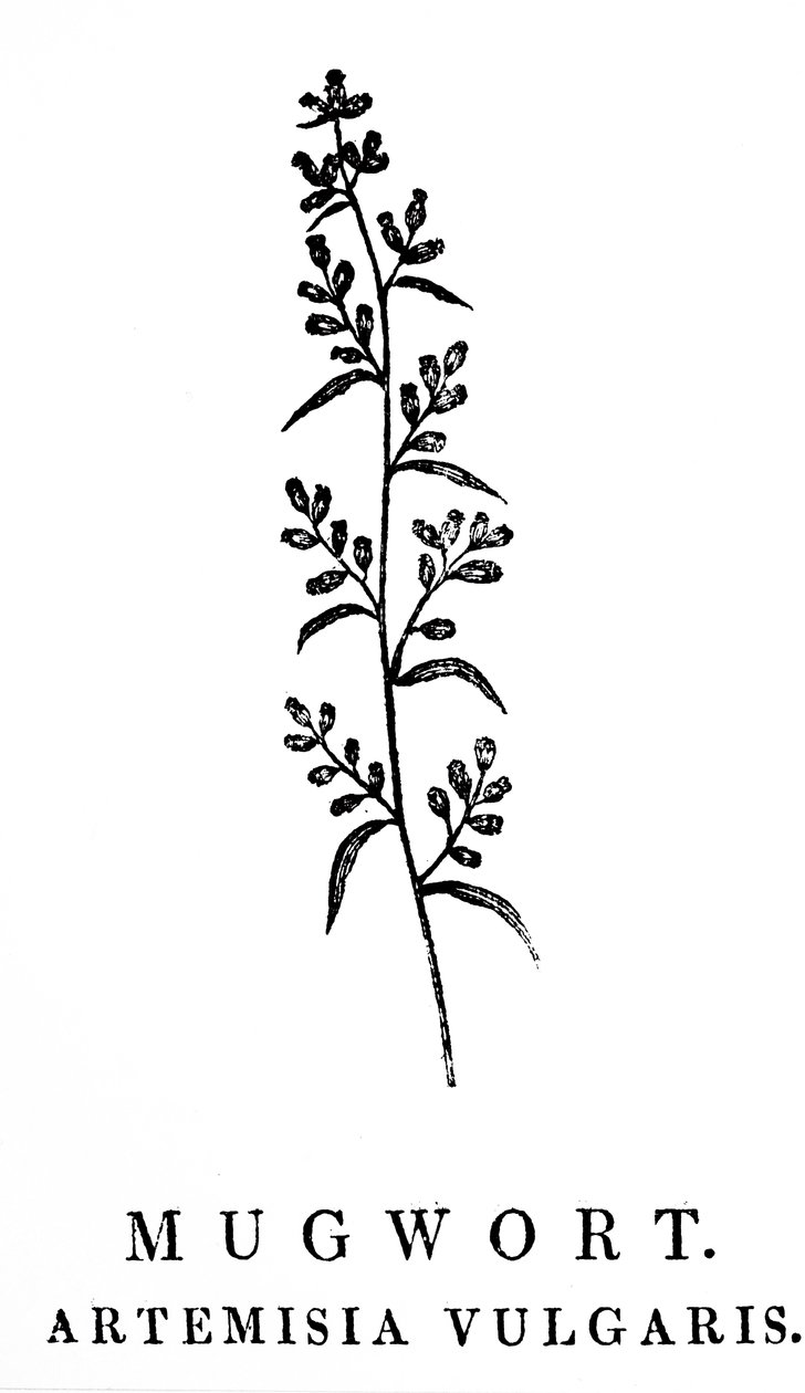 Uma gravura em bloco de madeira representando um ramo de artemísia, uma espécie de plantas aromáticas do género Artemisia. Talha de Thomas Bewick (1753-1828), um gravador inglês e autor de história natural de Thomas Bewick
