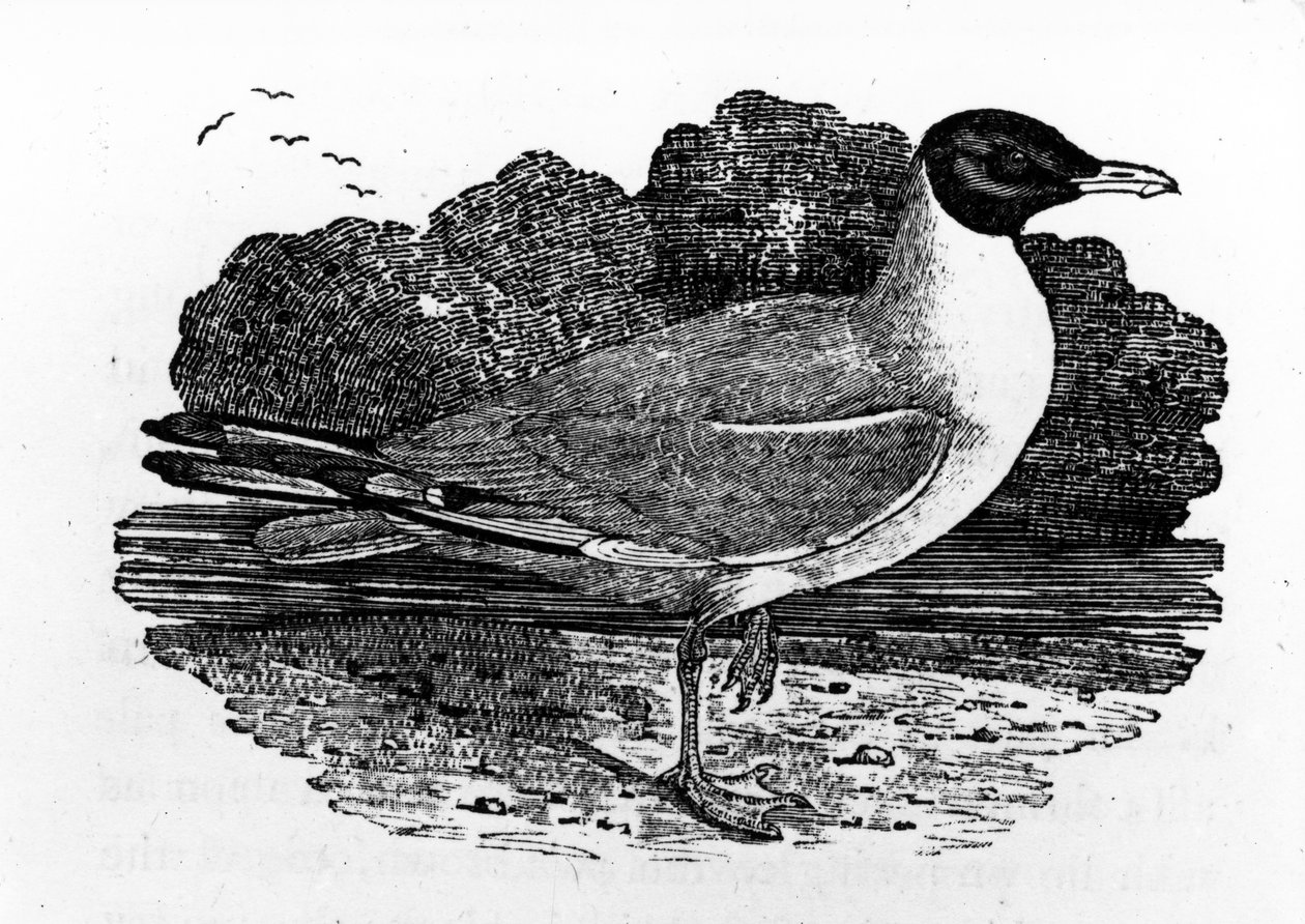 Gaivota-de-cabeça-preta, ilustração de &39;Uma história de aves britânicas&39; por Thomas Bewick, publicado pela primeira vez em 1797 de Thomas Bewick