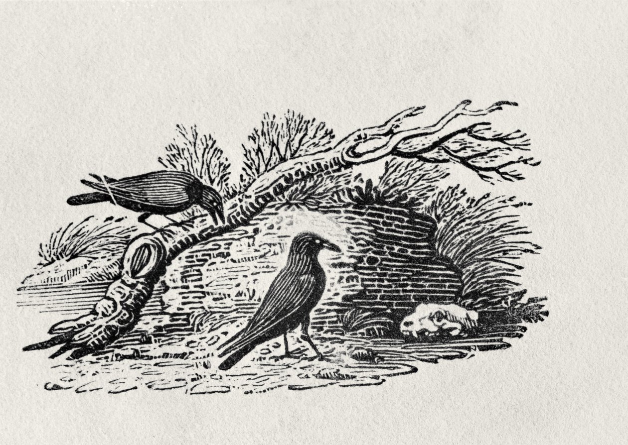 Corvos (Corvus corone corone) da "História do Volume I das Aves Britânicas", pub. 1797 (gravura em madeira) de Thomas Bewick