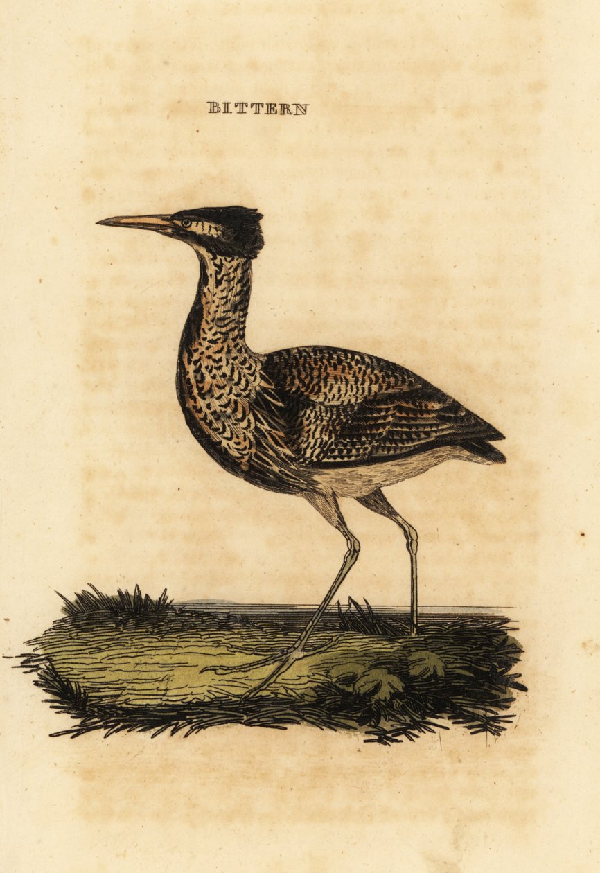 Gargaça da Eurásia ou grande garça, Botaurus stellaris de Thomas Bewick