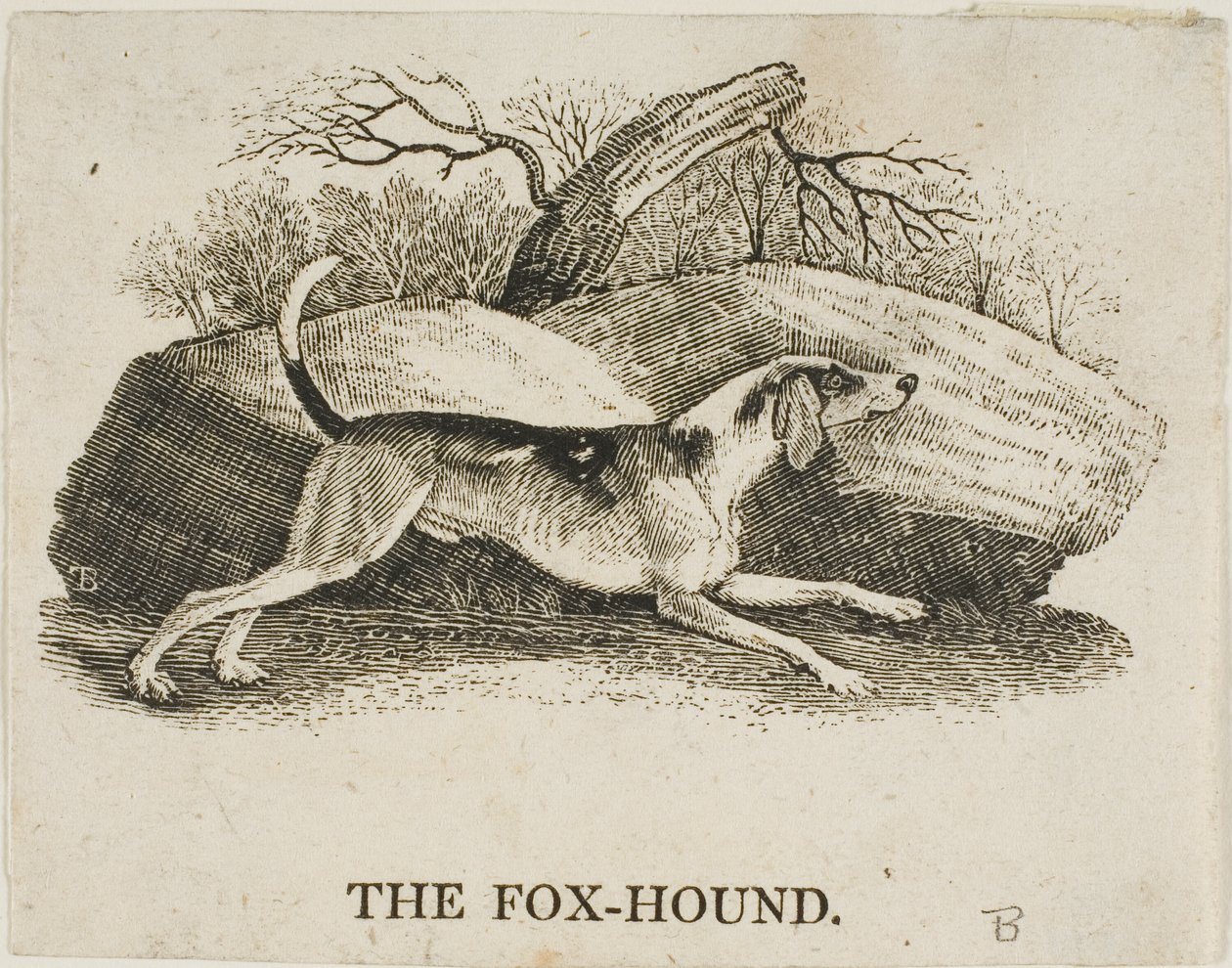 Fox Hound de Thomas Bewick