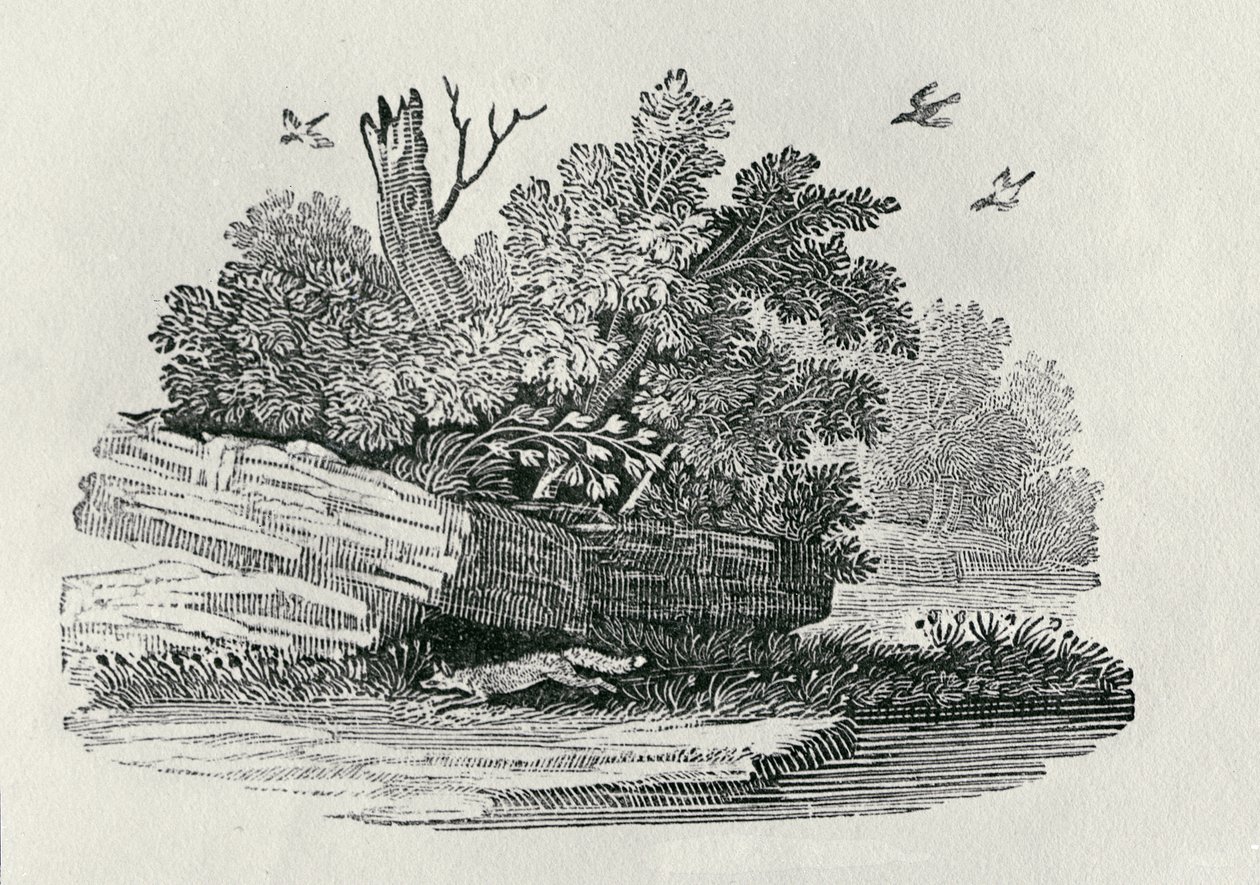 Fox escapando de "A História Geral dos Quadrúpedes", publicada em 1790 (gravura em madeira) de Thomas Bewick