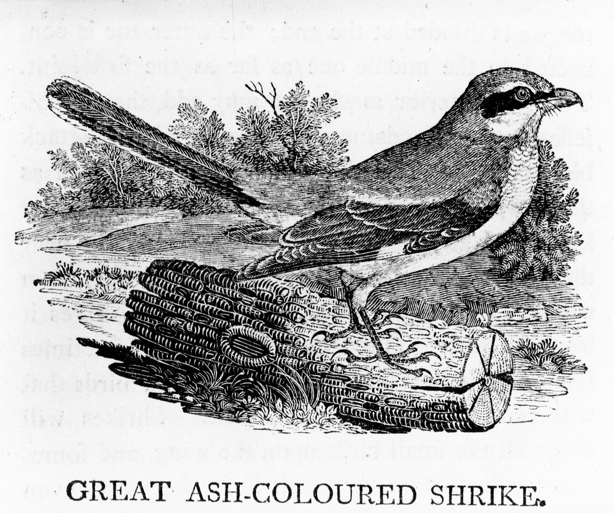 Grande Shrike de cor cinza, ilustração de &39;A história das aves britânicas&39; por Thomas Bewick, publicado pela primeira vez em 1797 de Thomas Bewick