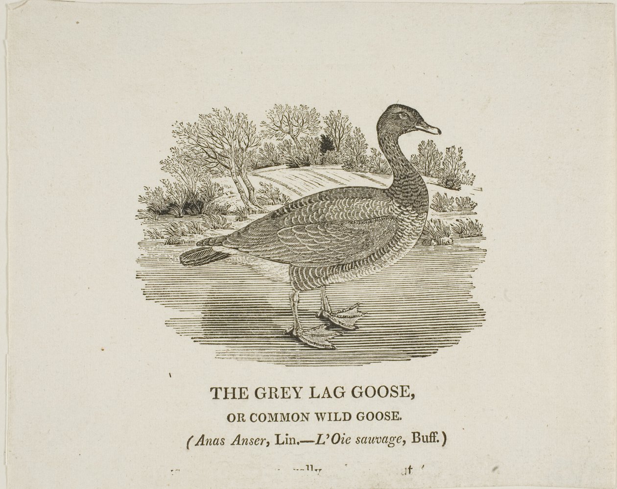 Ganso cinzento Lag Goose de Thomas Bewick