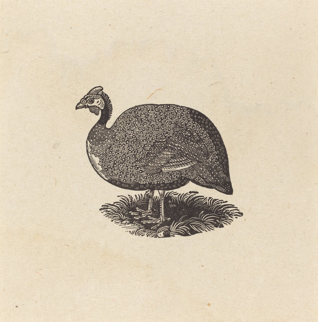 galinha da guiné de Thomas Bewick