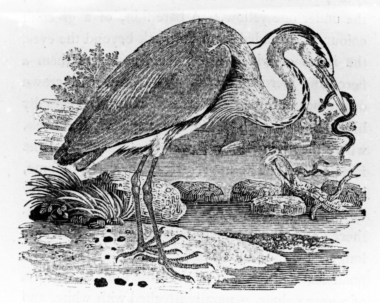 Heron, ilustração de &39;A History of British Birds&39; por Thomas Bewick, publicado pela primeira vez em 1797 de Thomas Bewick