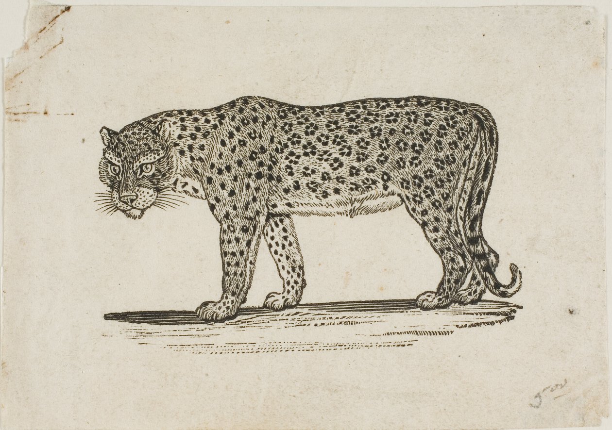 Leopardo de Thomas Bewick
