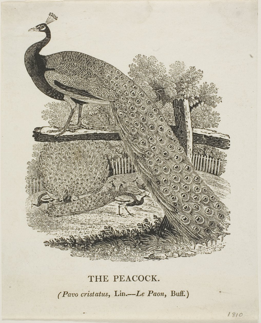 Pavão de Thomas Bewick