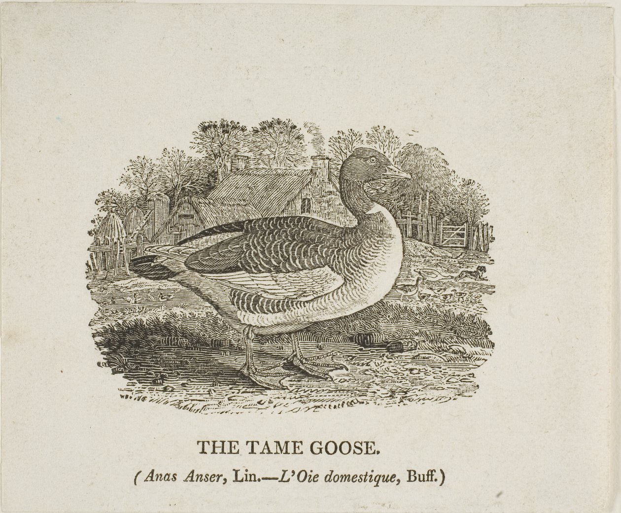 Ganso domesticado de Thomas Bewick