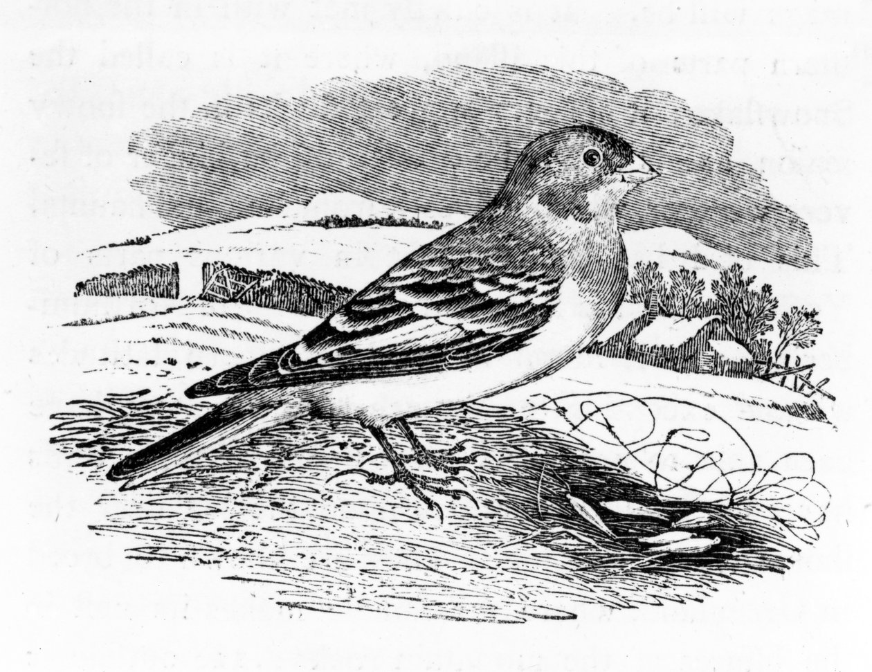 Tawny Bunting, ilustração de &39;A History of British Birds&39;, de Thomas Bewick, publicado pela primeira vez em 1797 de Thomas Bewick